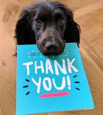 cocker spaniel z kartką z napisem "thank you"
